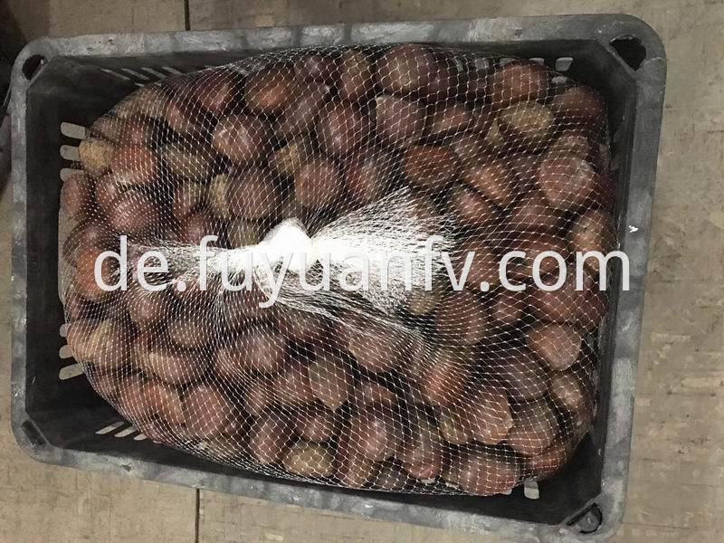 chestnut for USA market